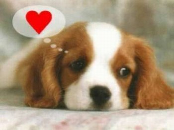 je suis en chagrin d'amour