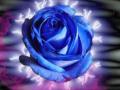 rose blue